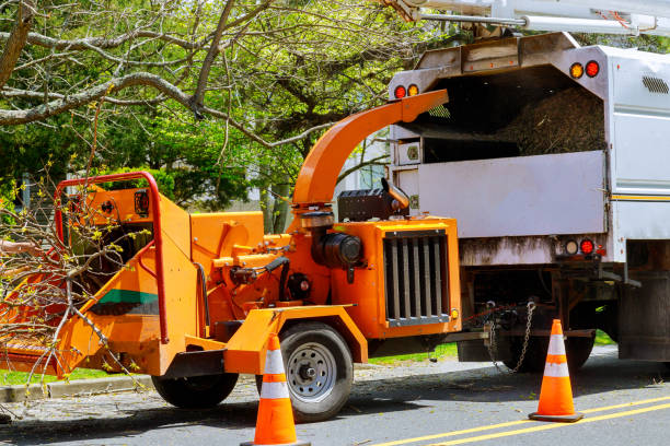 Best Tree Removal Services  in Islamorada Village Of Islands, FL